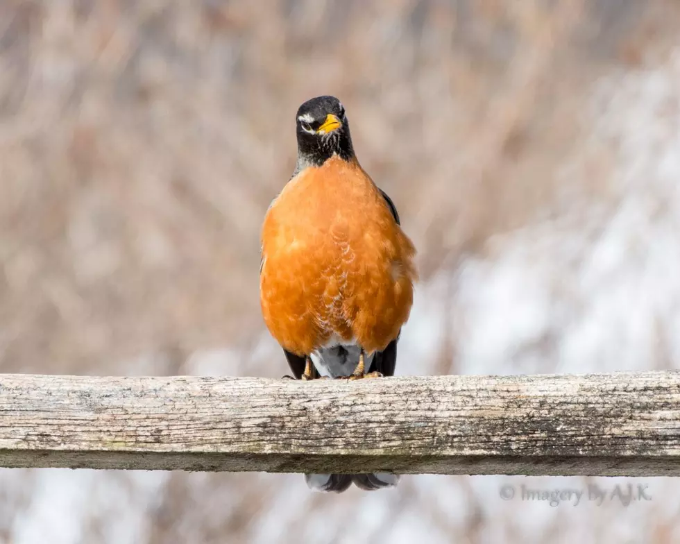 A Sure Sign Of Spring ~ The Robin
