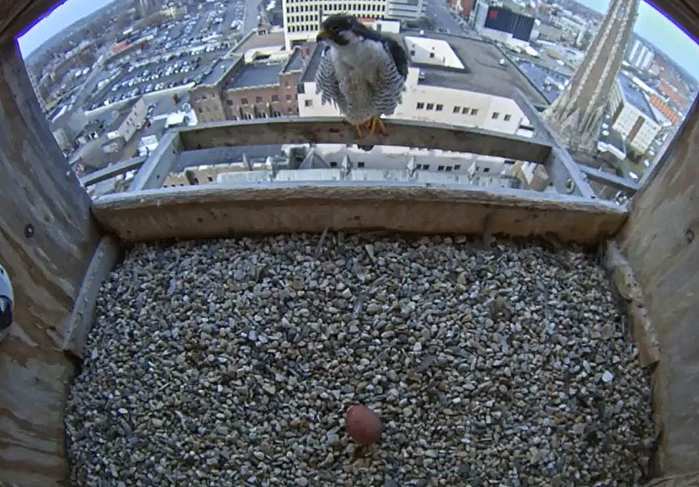 Utica Peregrine Falcon Begins Laying Eggs