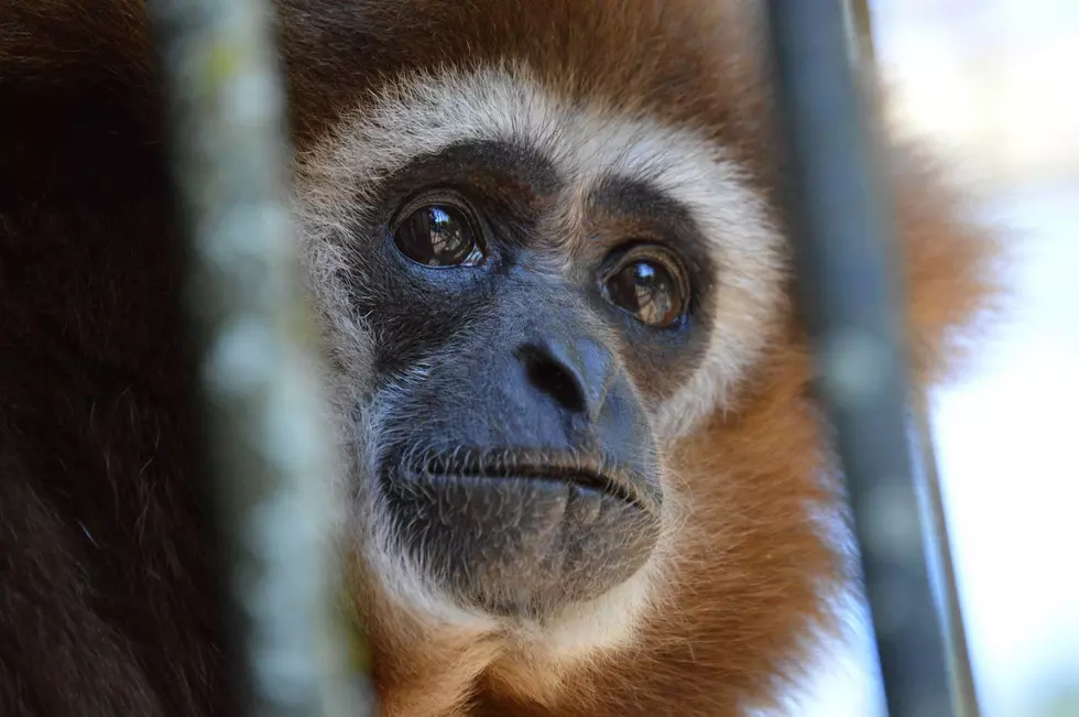 Shape Up For Spring At The Utica Zoo