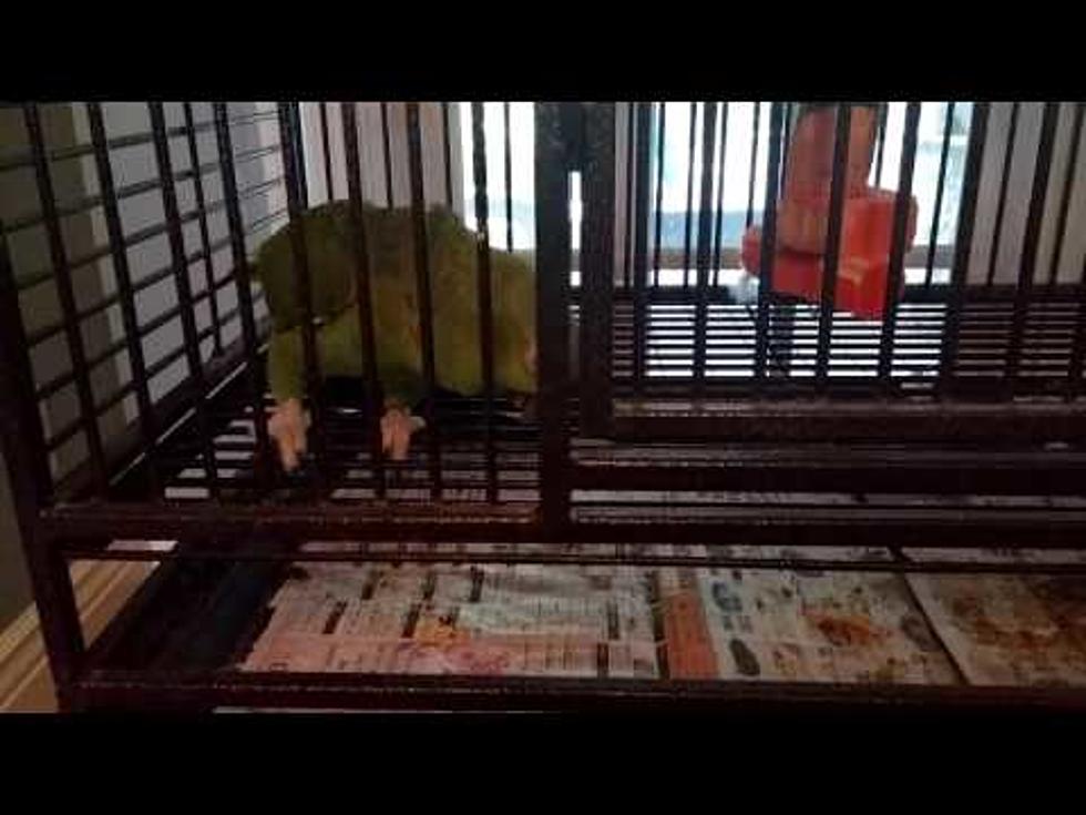 Don Cristi's Parrot Oscar