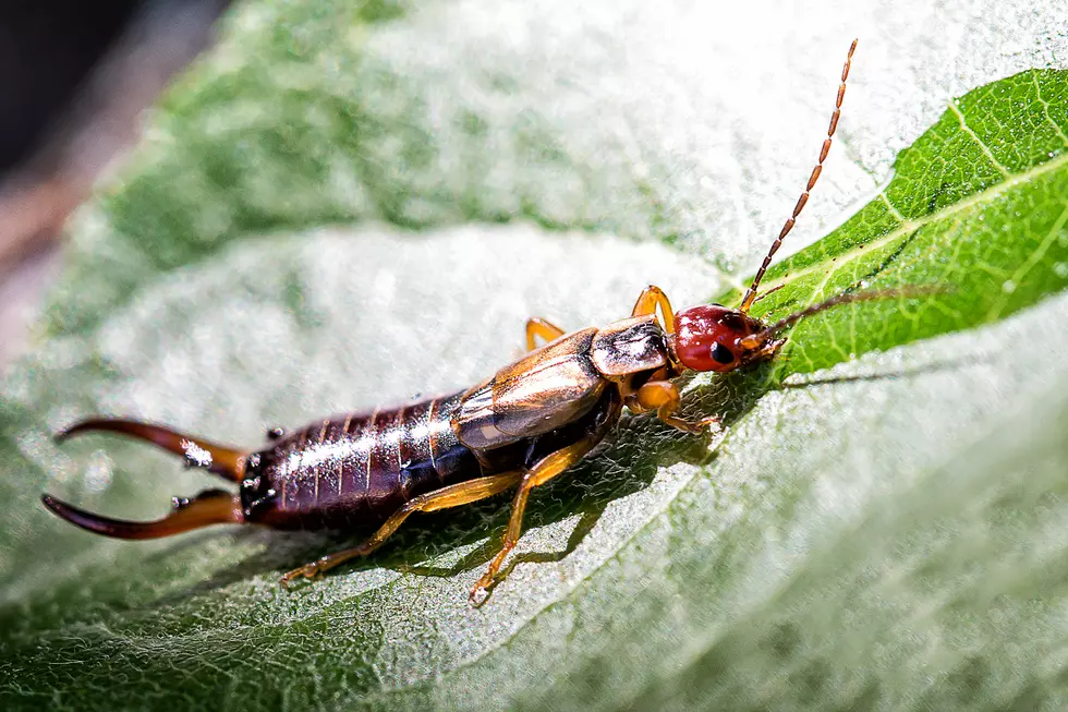 Do CNY Earwigs Crawl In Your Ear?