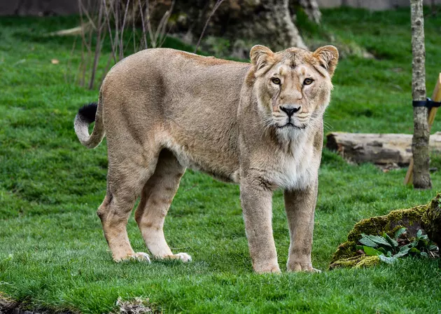 18 Year Old Kierha The Lion Has Died At Rosamond Gifford Zoo
