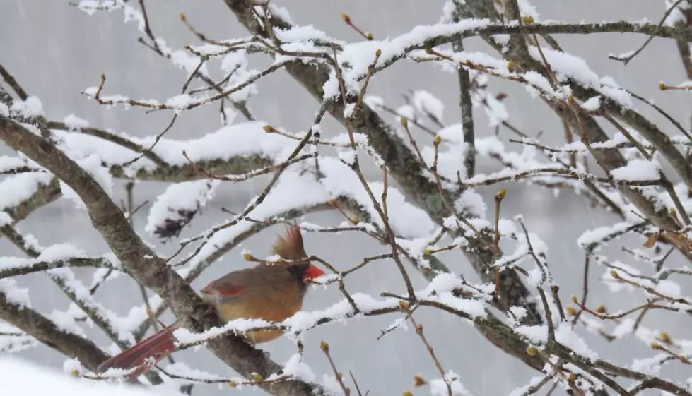 3rd Nor’easter In 10 Days Likely To Hit East Coast Early Next Week