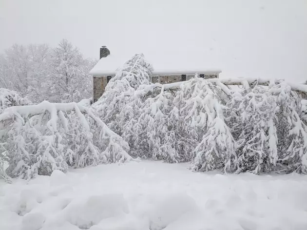 Mother Nature Trimming Trees In CNY