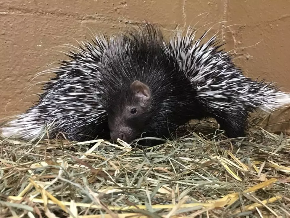New Baby Porcupines At The Utica Zoo