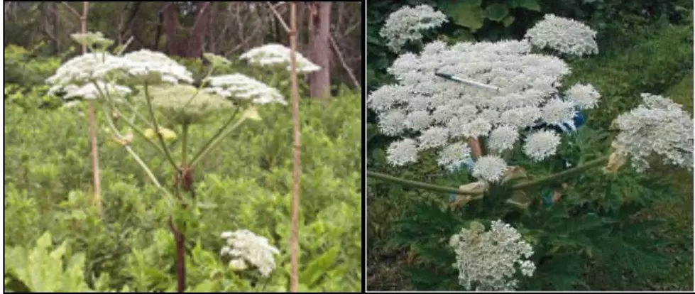 Why Giant Hogweed Is Called &#8216;The Horror&#8217; Plant In Central New York