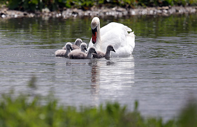 Oneida Lake Swan Family Reportedly Killed By USDA