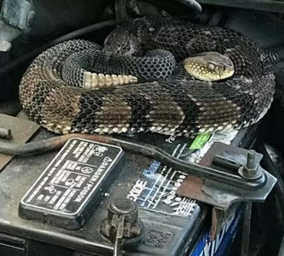 CNY Motorist Calls DEC About Strange Rattle In Engine