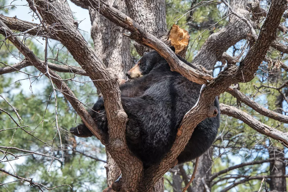 Black Bear Takes Up Residence in a Tree in Rome 