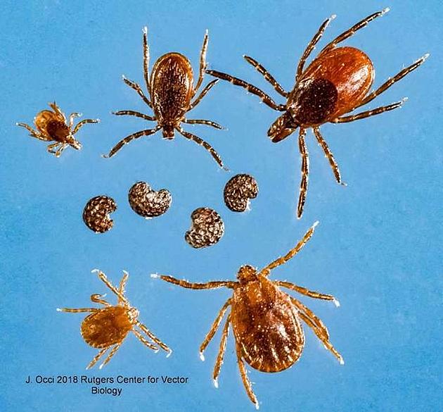 New Type Of Tick Found In NY Can Carry Deadly Virus