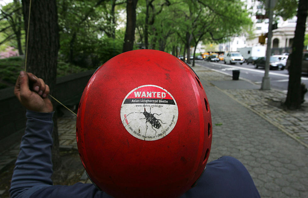 Upstate Pool Owners Keep An Eye Out For The Asian Longhorn Beetle.