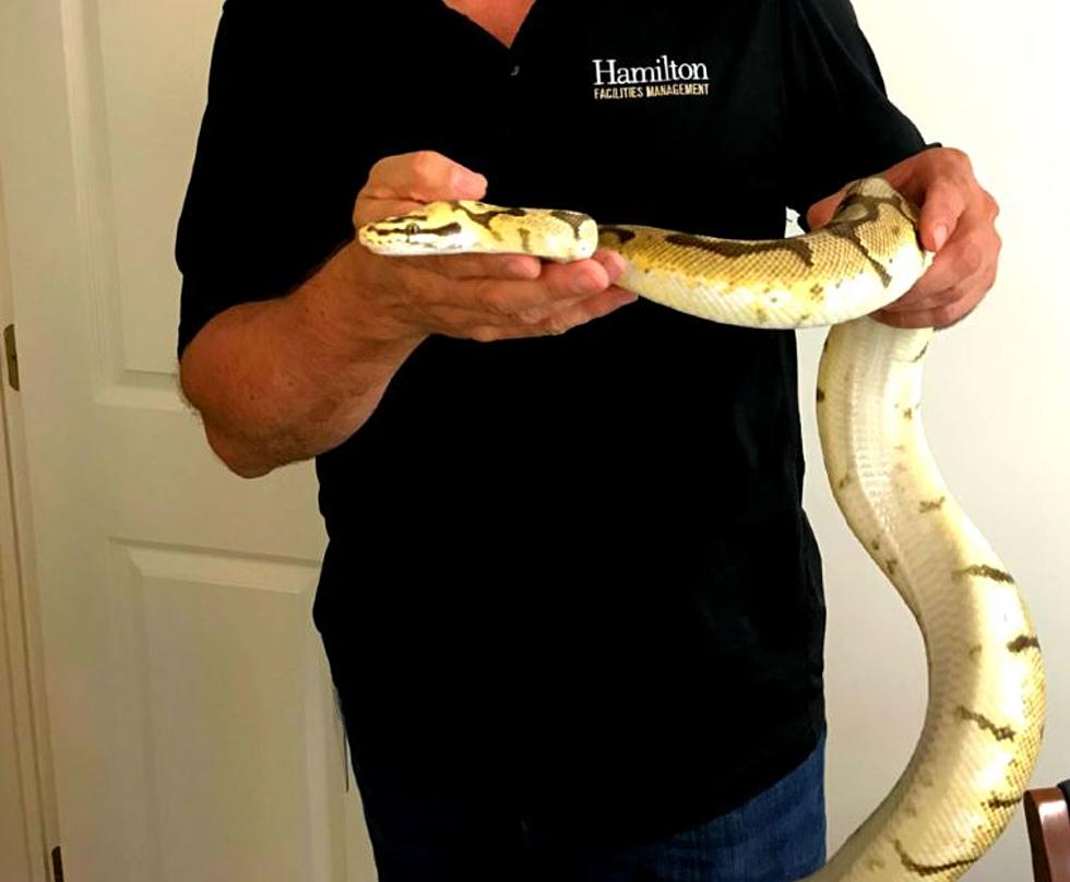 EXCLUSIVE: 5-Foot Snake Found in Hamilton College Dorm Room