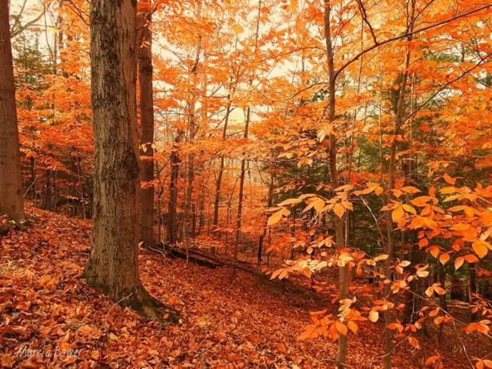Is The Fall Foliage Finished in CNY?