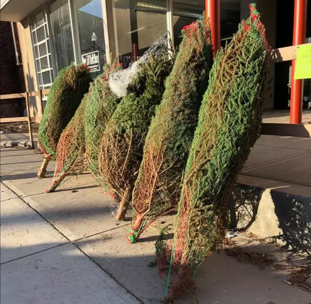Free Christmas Trees For Veterans