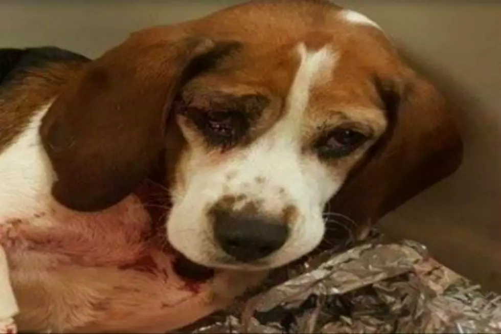 Trooper, Dog Thrown From SUV,  Moved To Foster Home