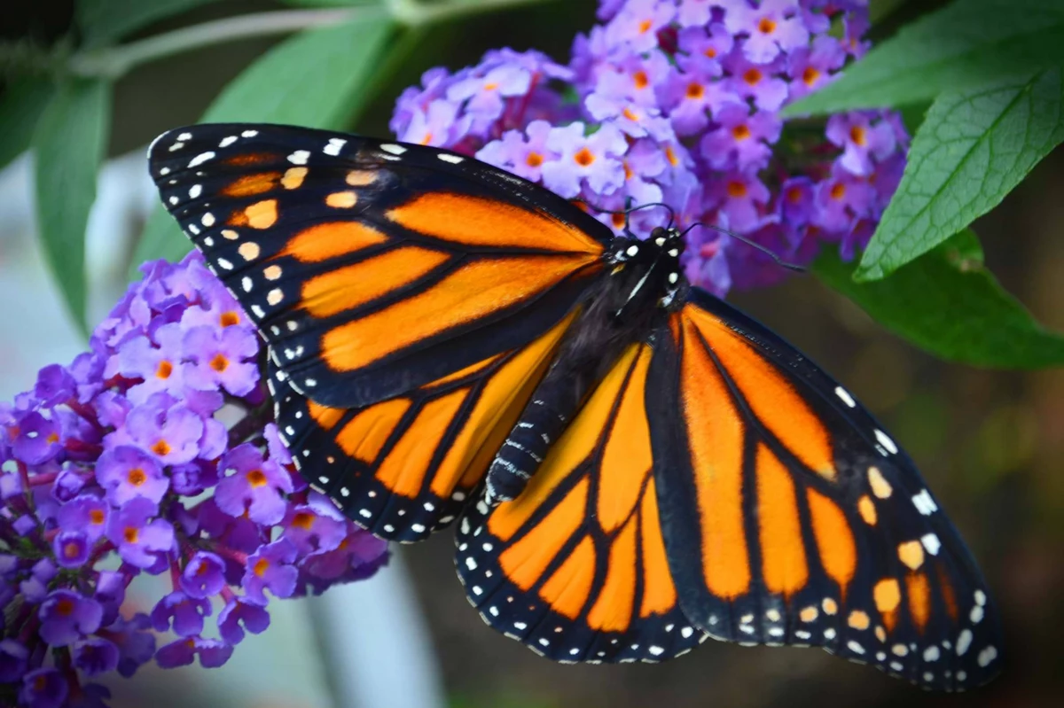 Millions Of Monarch Butterflies Headed To The Northeast