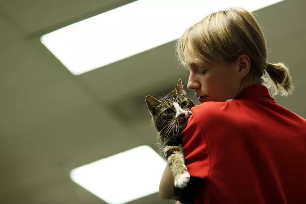 Cat Thrown Out Of Car At CNY Shelter Caught on Camera