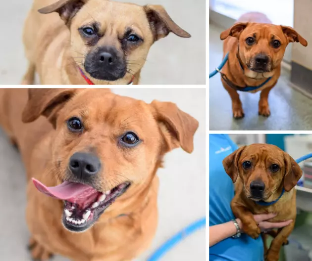 9 Adorable Lap Dogs Up For Adoption At Stevens-Swan Humane Society