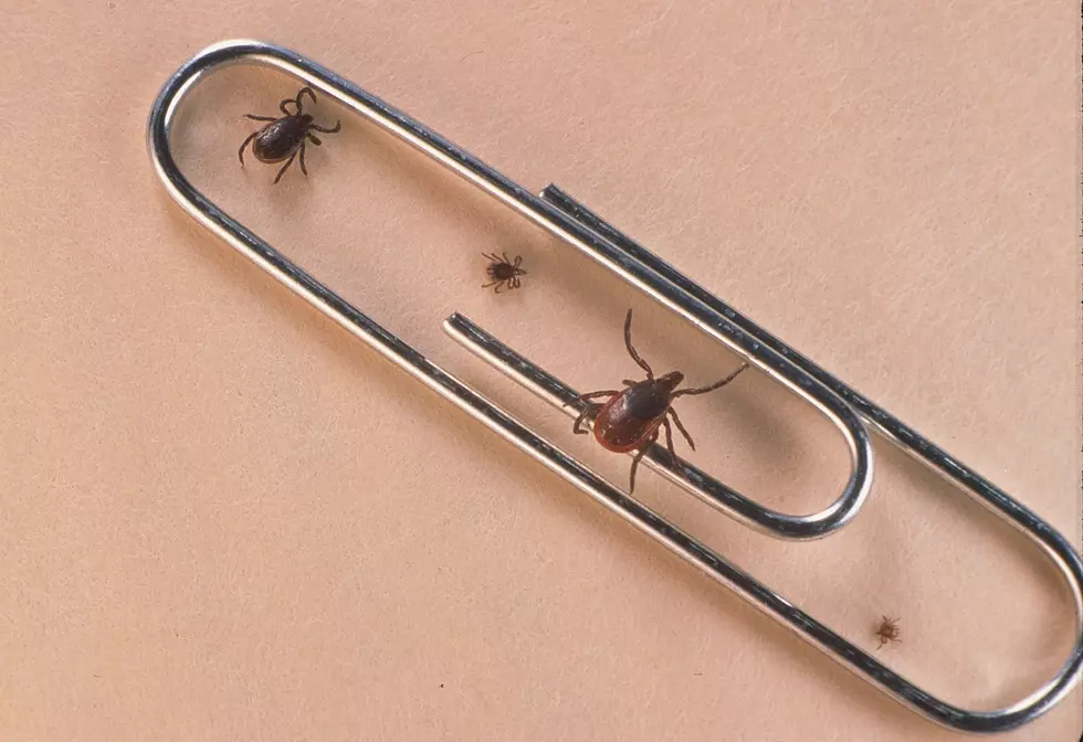 FREE Tick Testing For Lyme Disease In CNY