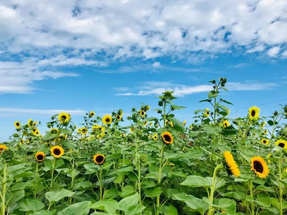 Sunflower Field In Clinton Is Now Open