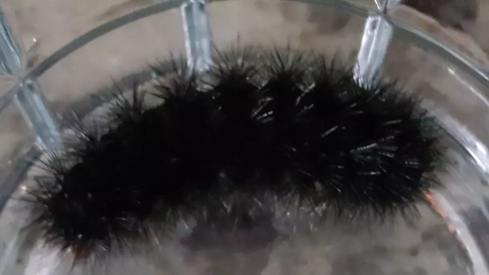 An All Black Woolly Bear In CNY? 