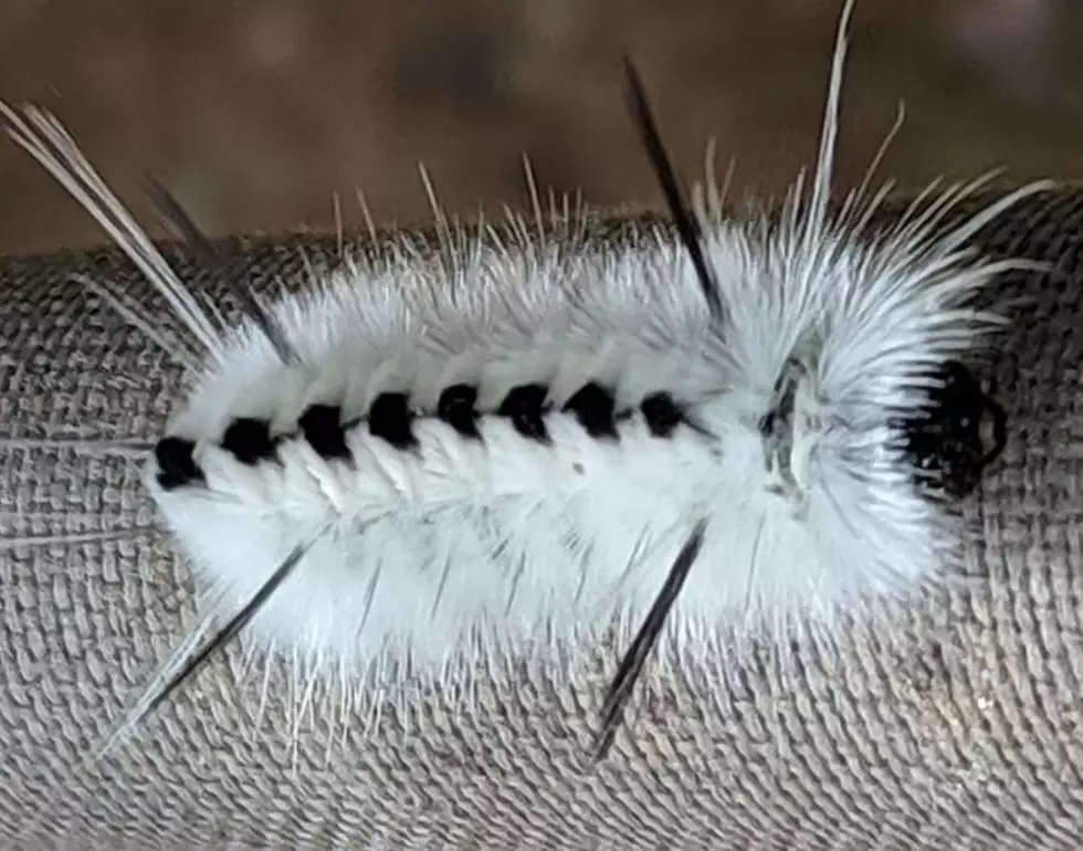 BEWARE: This Cute Caterpillar Is Toxic And Venomous