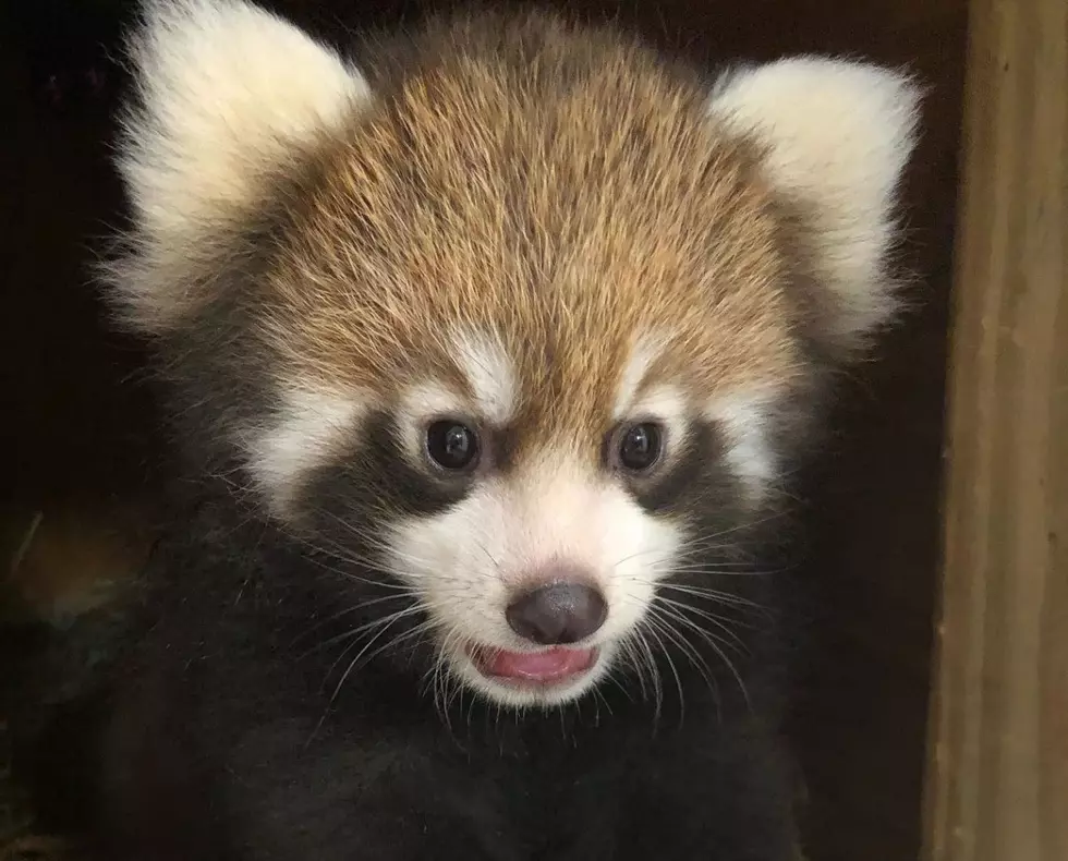 Utica Zoo Red Panda Cubs Making National News