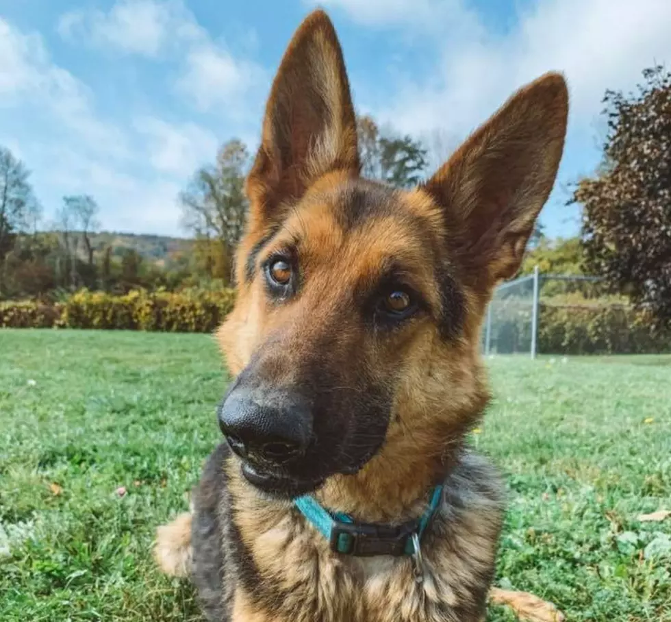 Puppy, Found Emaciated And Full Of Porcupine Quills, Ready For Adoption