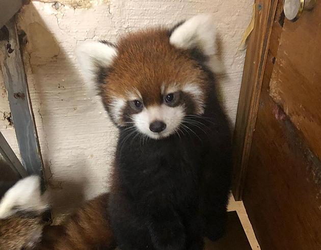 These Baby Red Panda Pictures Will Make You Melt