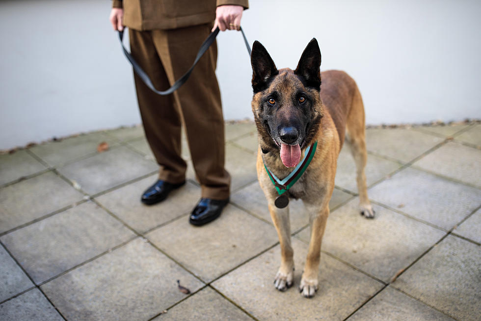 Air Force Has Retired Military Dogs Up for Adoption