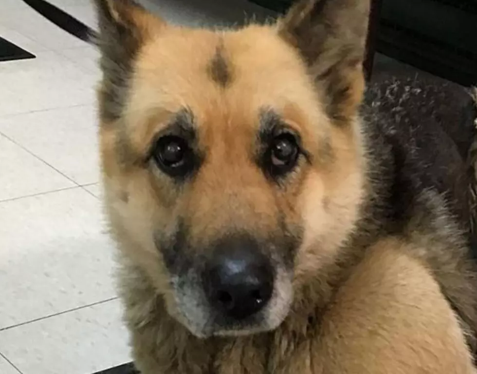 BREAKING: Arrest Made In German Shepherd Animal Abuse Case In CNY