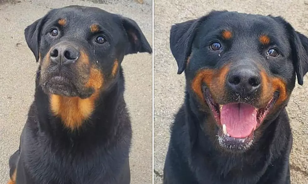 Rottweiler Brothers Are Struggling At Shelter &#8211; Please Adopt