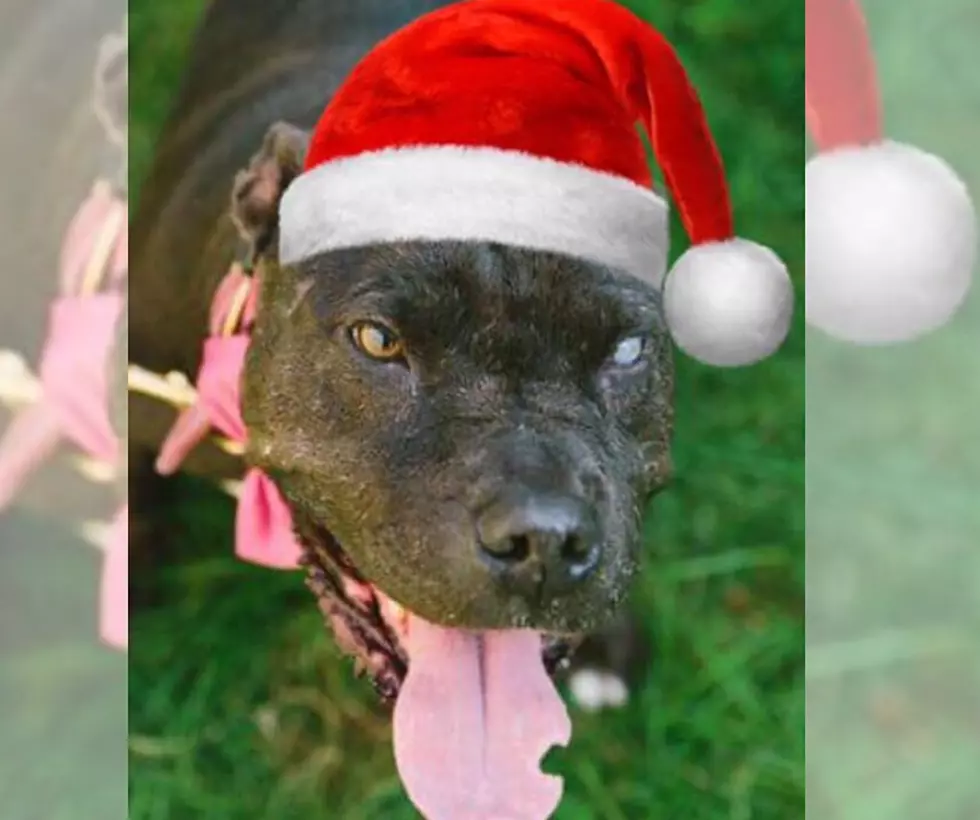 Bait Dog 'Jack Sparrow' Gets Adopted 