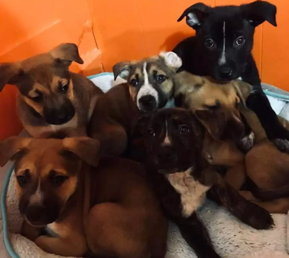 Rescued Puppies Ready For Adoption in CNY