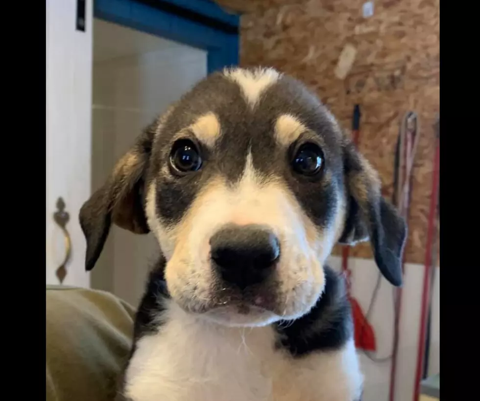 Great Pyrenees/Heeler Mix Puppies Ready For Adoption In CNY