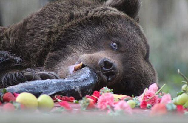 Feed Your Ex To A Grizzly Bear This Valentine&#8217;s Day