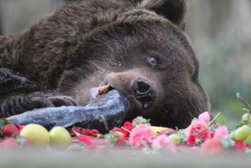 Feed Your Ex To A Grizzly Bear This Valentine's Day