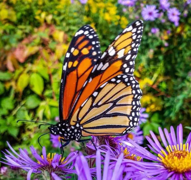 Millions Of Monarch Butterflies Are Migrating To CNY