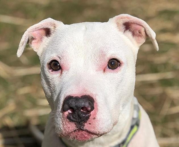 Deaf Dog Hits The Jackpot With New Owner In CNY