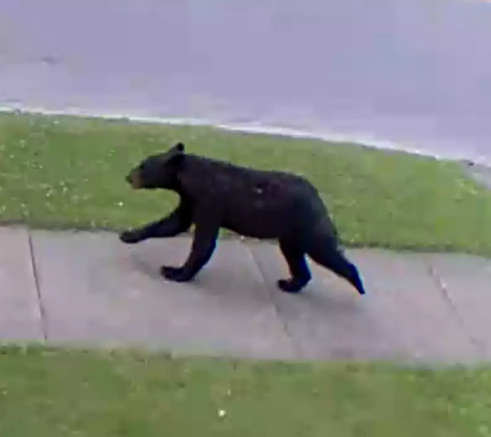 Black Bear On The Run In Herkimer