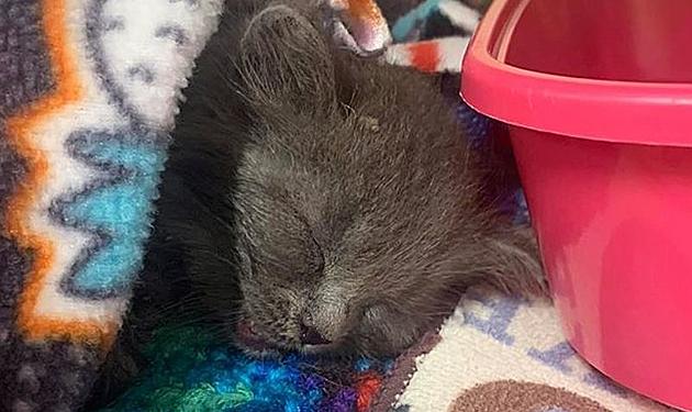 Kitten Thrown Out Of Fast Moving Car Quickly Rescued