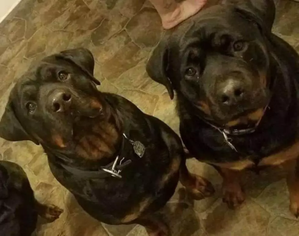 Bonded Rottweilers Up For Adoption
