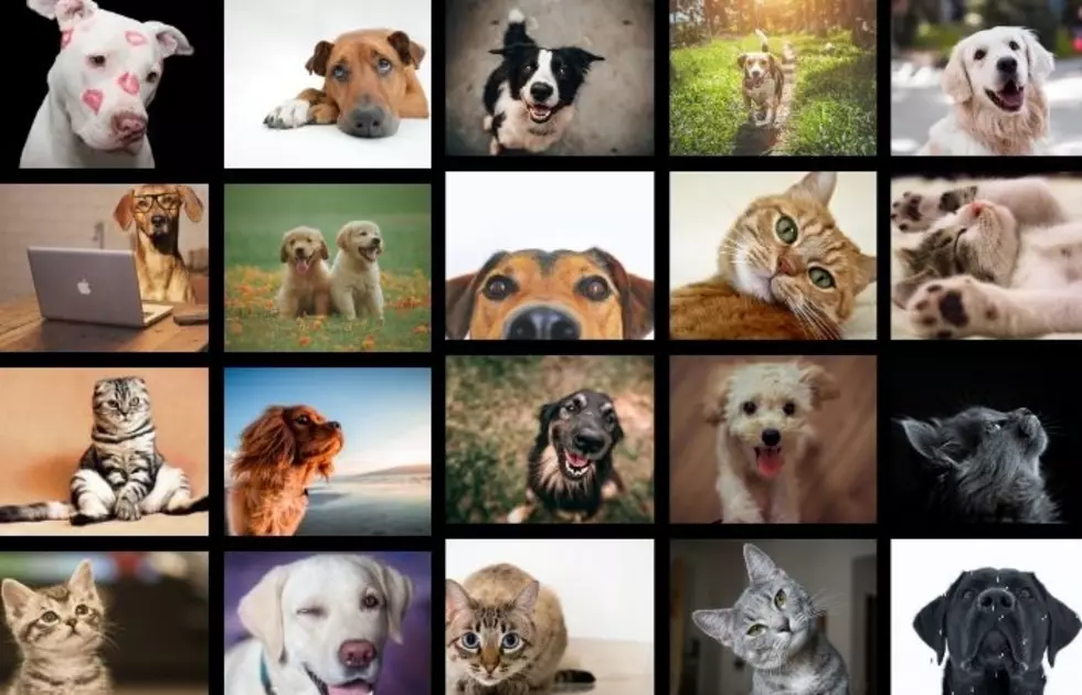 Vote For Your Favorite Pet In CNY