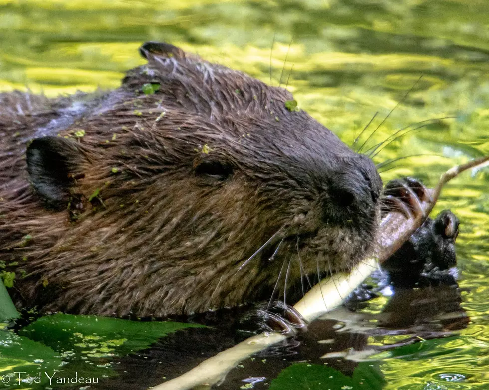 WANTED: Wildlife Photos From Oneida And Herkimer Counties