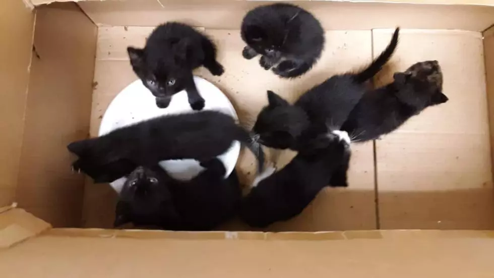 7 Kittens Found Abandoned In Cardboard Box In CNY