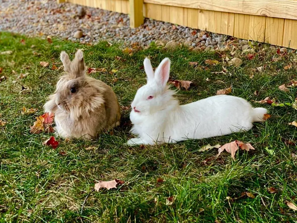 CNY SPCA In Urgent Need As Oneida County Breeder Surrenders 102 Rabbits and A Pigeon