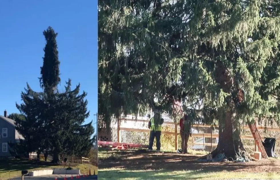 Workers Prepare Oneonta Tree For Transport To Rockefeller Center