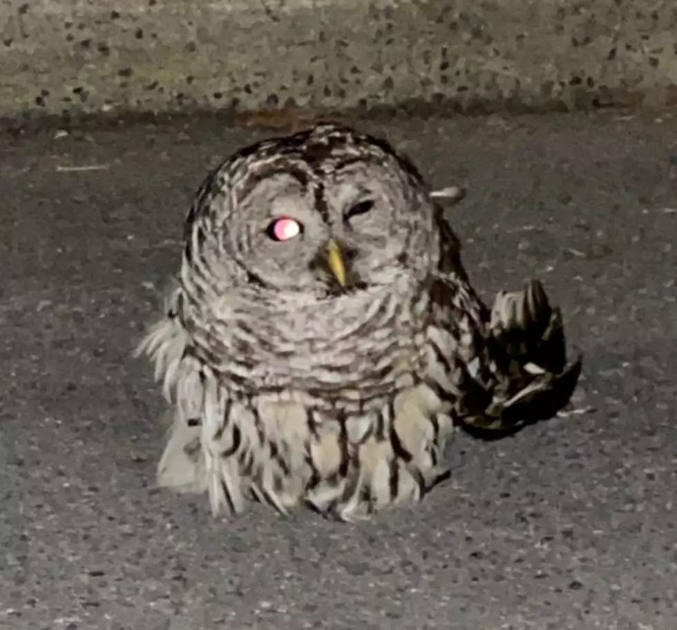 Another Otsego County Owl Flies Into New Yorkers Hearts