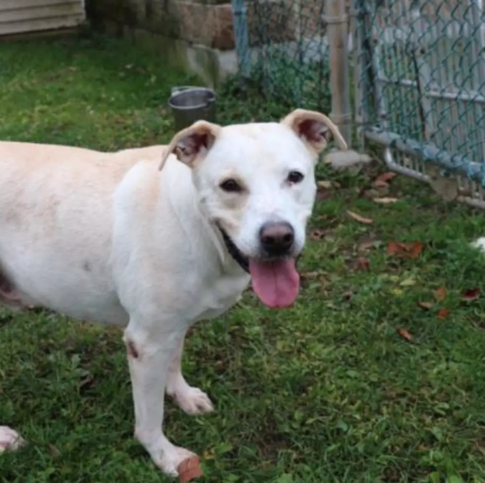 Herkimer County Humane Society