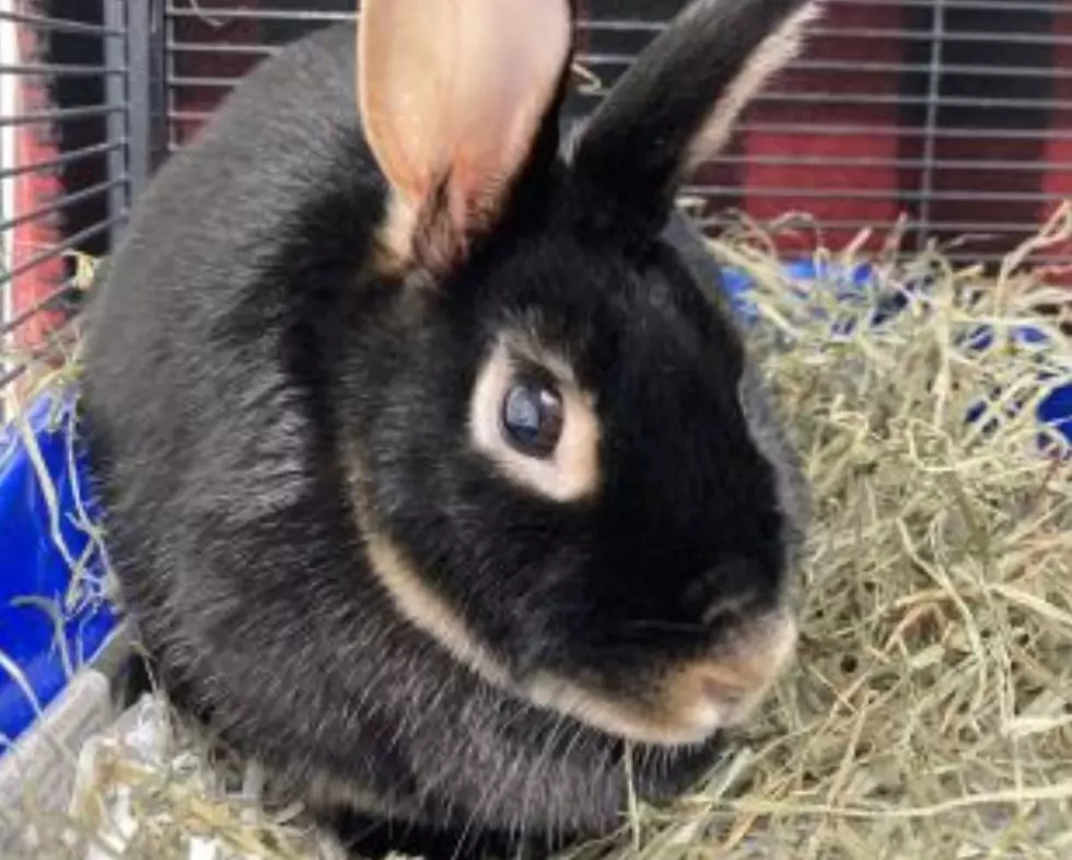 39 Rescued Rabbits From Oneida County Up For Adoption 